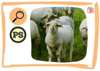 Atelier-allemand-les-animaux-de-la-ferme